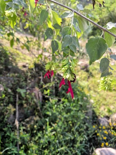 Salvia rosei, photographed by Ana Nuño