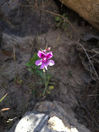 Cuphea calcarata, photographed by Ana Nuño