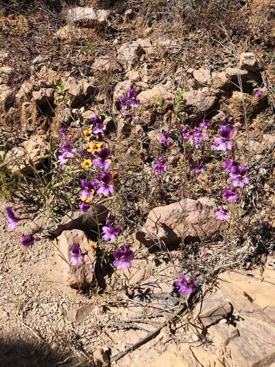 Cuphea calcarata, photographed by Ana Nuño