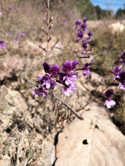 Cuphea calcarata, photographed by Ana Nuño