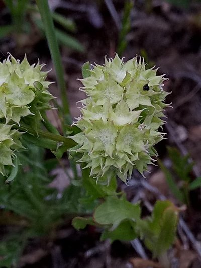 Valeriana discoidea, photographed by Karim Haddad
