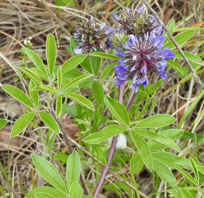 Pediomelum cuspidatum, photographed by saltyhiker