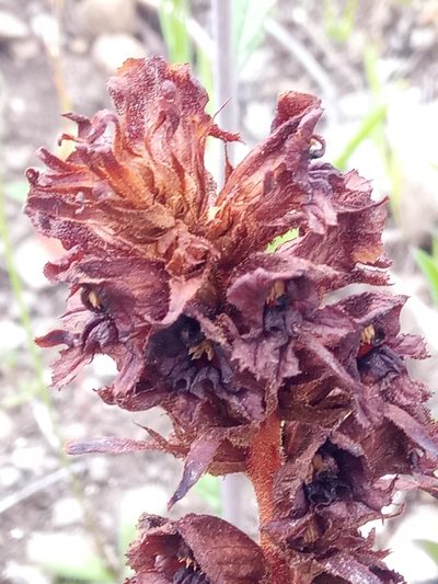 Orobanche variegata, photographed by Karim Haddad