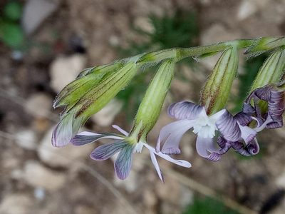 Silene nocturna, photographed by Karim Haddad