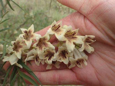 Pandorea doratoxylon, photographed by ronavery