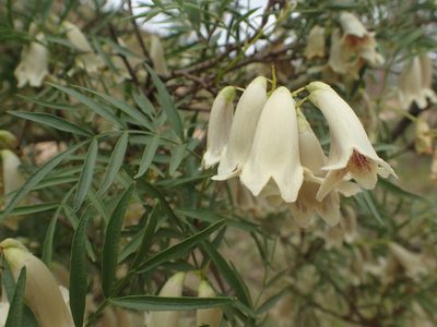 Pandorea doratoxylon, photographed by ronavery