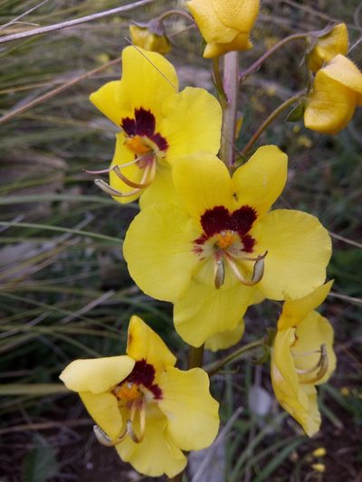 Verbascum betonicifolium, photographed by Karim Haddad