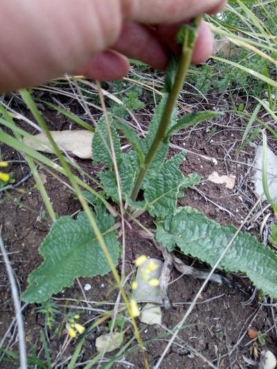Verbascum betonicifolium, photographed by Karim Haddad