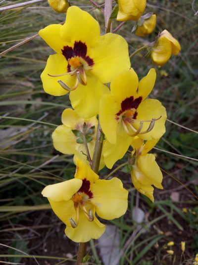 Verbascum betonicifolium, photographed by Karim Haddad