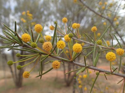 Acacia tetragonophylla, photographed by ronavery