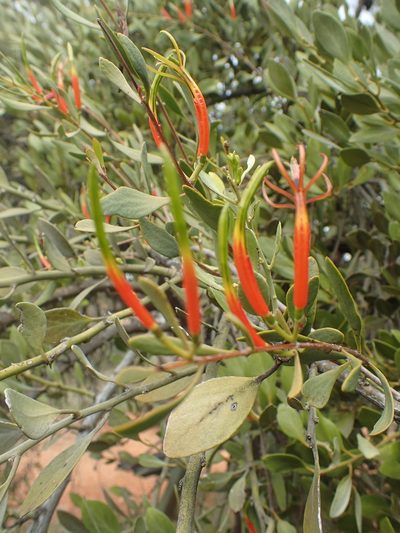 Lysiana spathulata, photographed by ronavery