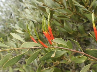 Lysiana spathulata, photographed by ronavery