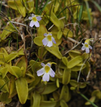 Pinguicula hirtiflora, photographed by Todd Boland