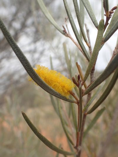 Acacia aneura, photographed by ronavery