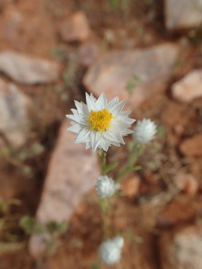Rhodanthe floribunda, photographed by ronavery