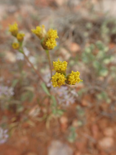 Rhodanthe tietkensii, photographed by ronavery