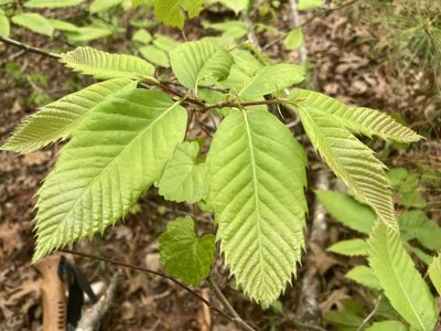 Castanea ozarkensis, photographed by Hill Craddock
