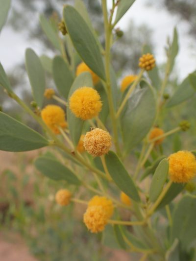 Acacia bivenosa, photographed by ronavery