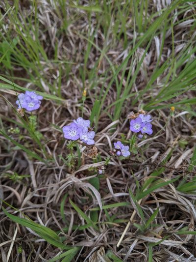 Phacelia glabra, photographed by Goforth