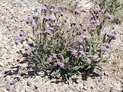 Phacelia integrifolia, photographed by Craig Martin