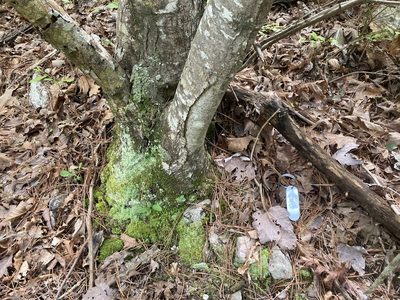 Castanea ozarkensis, photographed by Hill Craddock