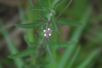 Lippia stoechadifolia, photographed by Robert Webster
