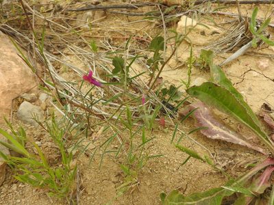 Vicia monantha, photographed by Abdenour Kheloufi