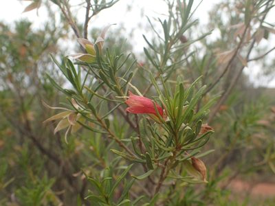 Eremophila latrobei, photographed by ronavery