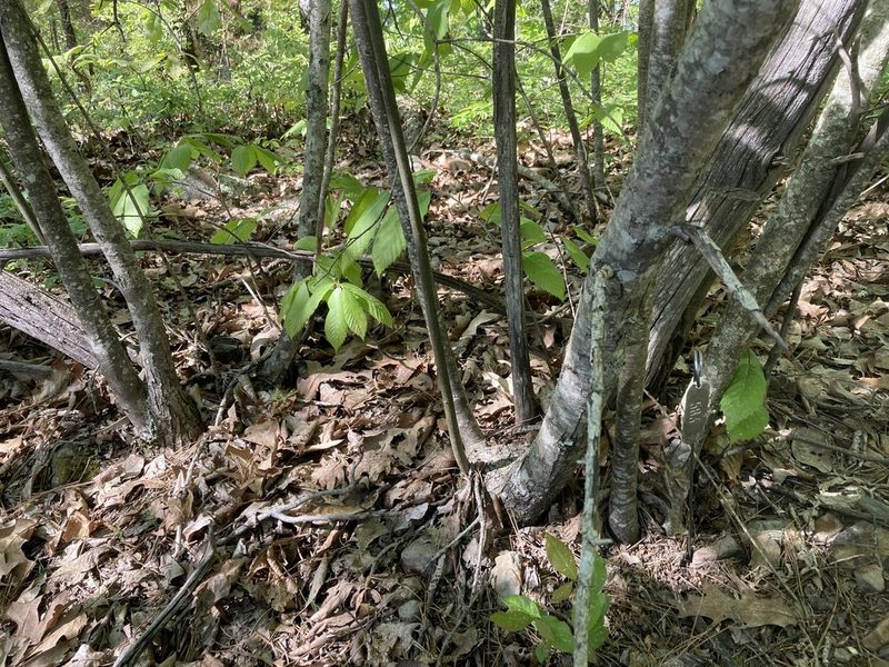 Castanea ozarkensis, photographed by Hill Craddock