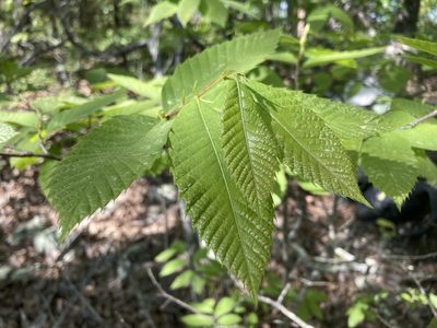 Castanea ozarkensis, photographed by Hill Craddock