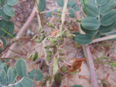 Sulla pallida, photographed by Abdenour Kheloufi