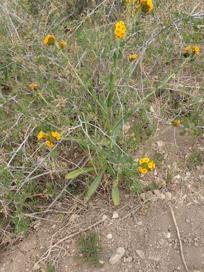 Amsinckia douglasiana, photographed by George Williams