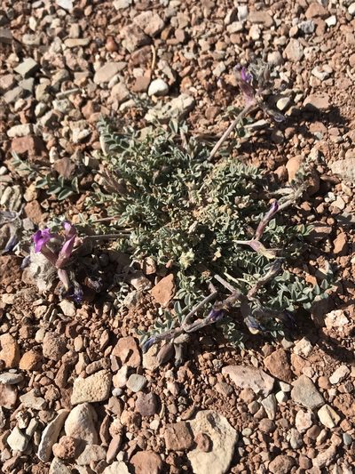 Astragalus zionis, photographed by Stephanie Taylor