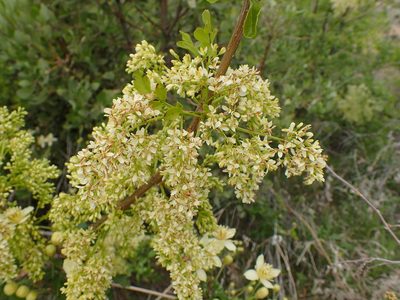 Fraxinus dipetala, photographed by George Williams