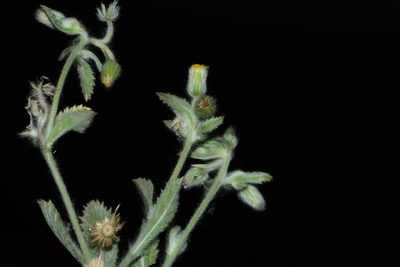 Blumea malcolmii, photographed by S.MORE