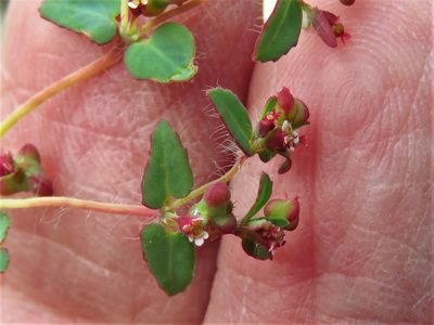 Euphorbia villifera, photographed by Annika Lindqvist