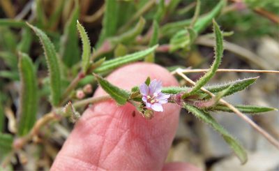 Boerhavia linearifolia, photographed by Annika Lindqvist