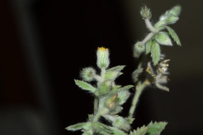 Blumea malcolmii, photographed by S.MORE