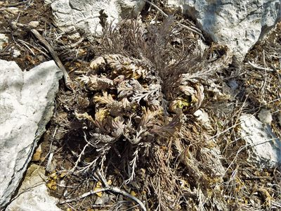 Selaginella lepidophylla, photographed by Annika Lindqvist