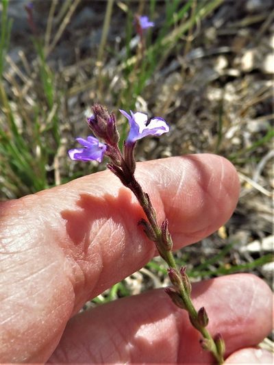 Verbena perennis, photographed by Annika Lindqvist