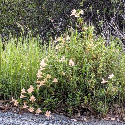 Diplacus grandiflorus, photographed by Justin