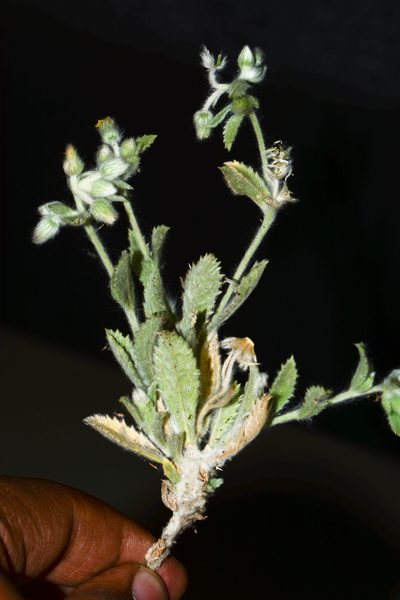 Blumea malcolmii, photographed by S.MORE