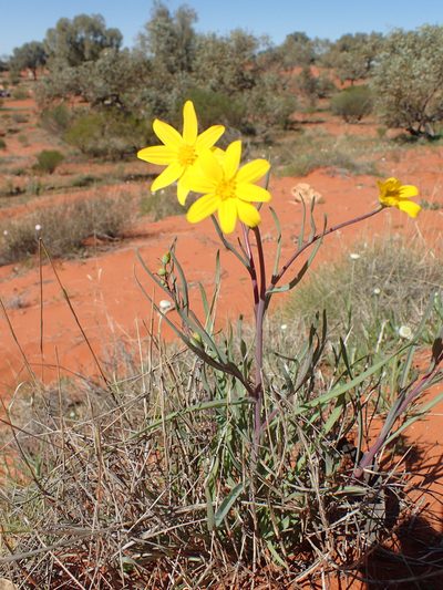 Senecio gregorii, photographed by ronavery