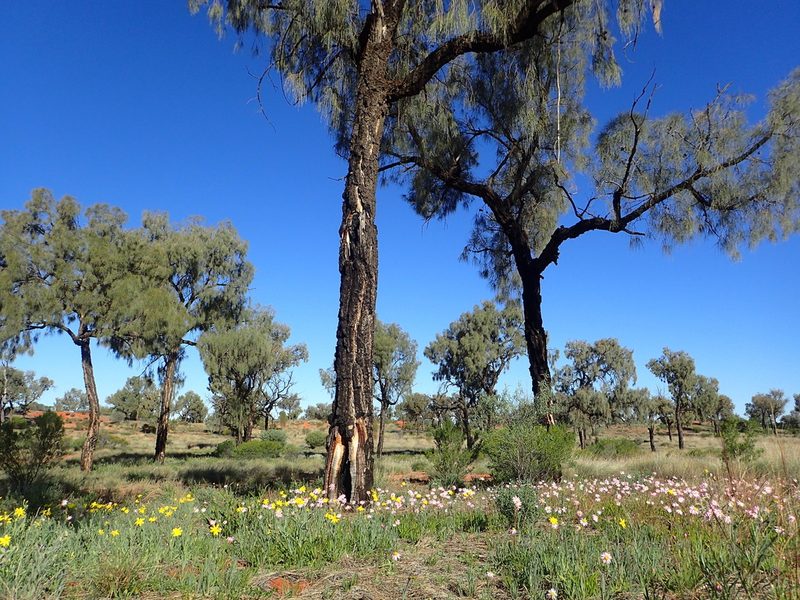 Allocasuarina decaisneana, photographed by ronavery