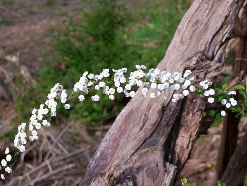 Spiraea prunifolia, photographed by Bonnie Semmling