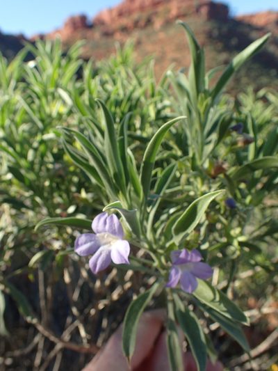 Eremophila freelingii, photographed by ronavery