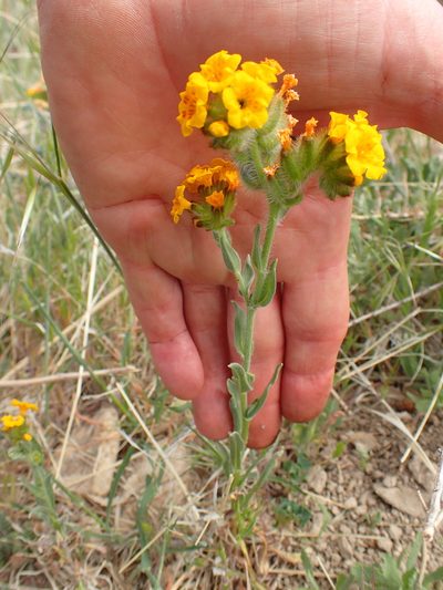 Amsinckia douglasiana, photographed by George Williams