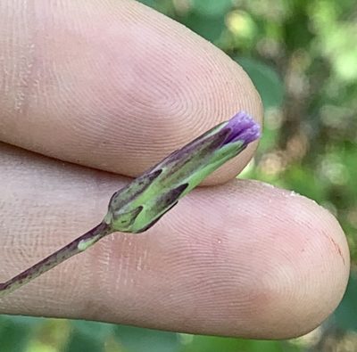 Lactuca graminifolia, photographed by natalie