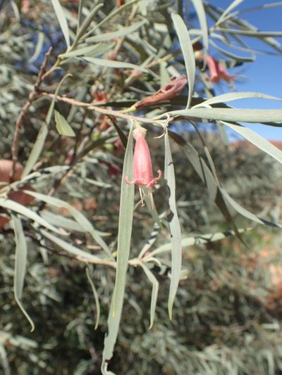 Eremophila longifolia, photographed by ronavery