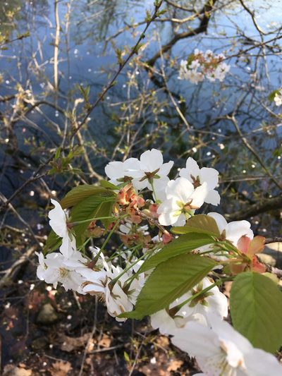 Prunus speciosa, photographed by Daniel Atha